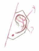Reliefs de l'oreille